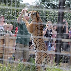 Tiger feeding time 15-8-14
