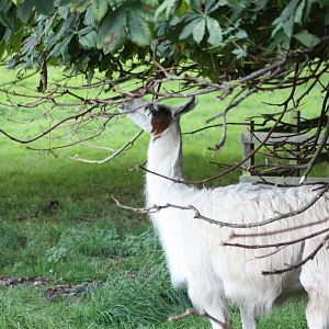 Caramel has a browse too, 31st August 2014