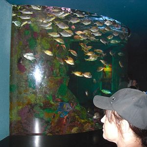 Porkfish Tank at SeaWorld Orlando