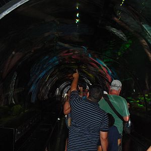 Underwater Tunnel at SeaWorld Orlando