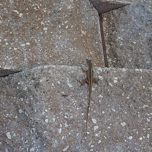 Brown Anole at SeaWorld Orlando