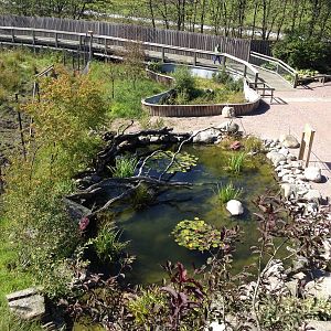 The Wetland - Wels catfish pond