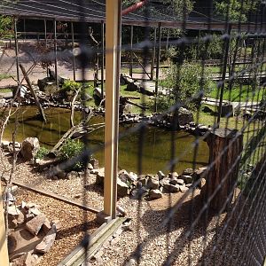 The Wetland - Aviary for Northern blad ibis and European roller