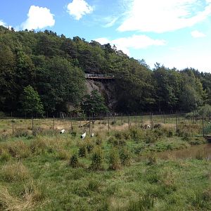 The Wetland - Crane field