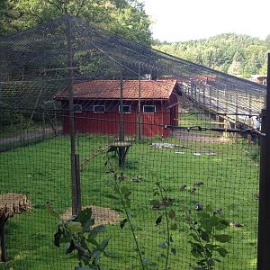 The Wetland - Aviary for Lesser white-fronted goose and Red-breasted goose