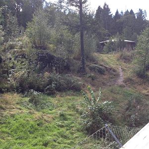 Eurasian Wolf exhibit