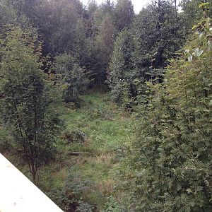 Eurasian Wolf exhibit