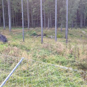 Eurasian Wolf exhibit