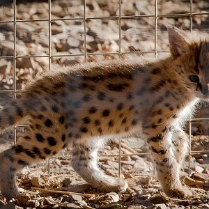 Serval kitten : Hamerton : 31 Aug 2014