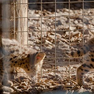 Serval with kittens : Hamerton : 31 Aug 2014