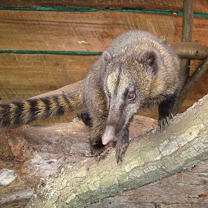 Mountain coati Nasuella olivaceous olivaceous - Bioparque la Reserva