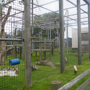 chimp enclosure