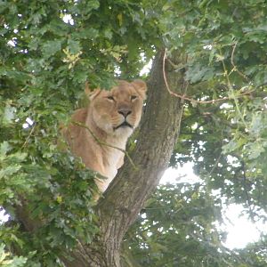 lion in a tree