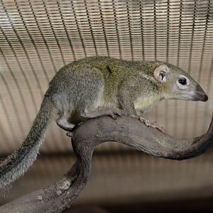 Belanger's tree shrew