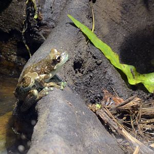 Mission golden eye tree frog