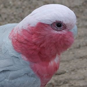 Galah