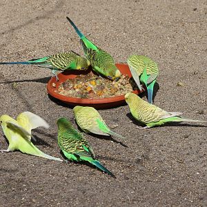 Budgies