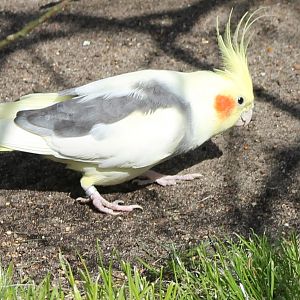 Cockatiel