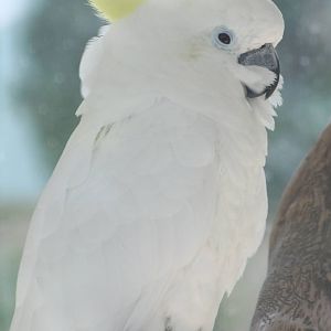 Triton cockatoo