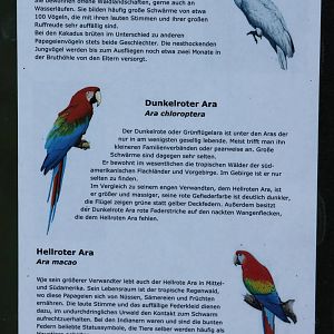 Parrot sign