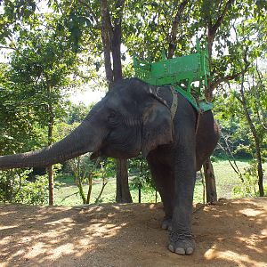 Asian elephant with rides offered