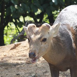 Deer (semi- wild)