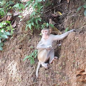 Rhesus Monkeys (I think)