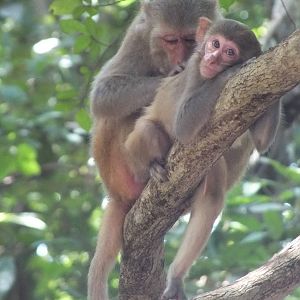 Rhesus Monkeys (I think)