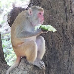 Rhesus Monkeys (I think)