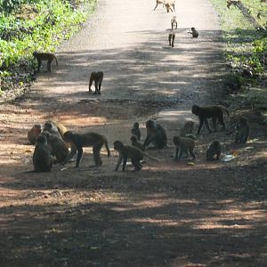 Rhesus Monkeys (I think)