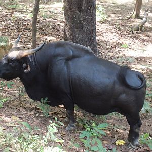 Is This a Banteng?