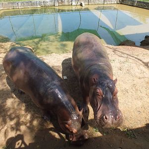 Hippos