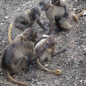 Gelada : Colchester : 22 Aug 2014