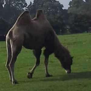 Camel