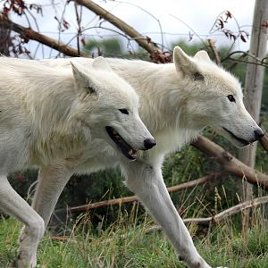 Hudson Bay wolves 15-8-14