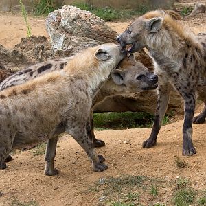 Spotted hyena : Colchester : 22 Aug 2014