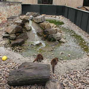 Asian short clawed Otter enclosure 15-8-14