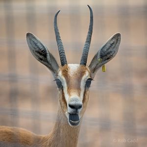 Dorcas gazelle : Marwell : 08 Aug 2014