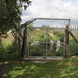 Hudson Bay Wolf enclosure 15-8-14