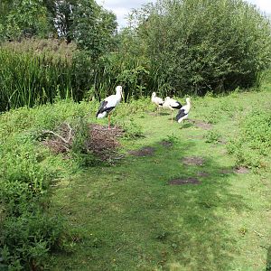 White Stork and Capybara enclosure 15-8-14