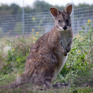 Parma wallaby : Hamerton : 31 Aug 2014