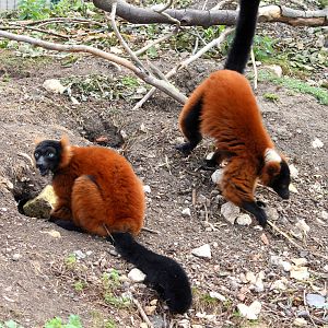 Red-ruffed Lemur pair 15-8-14