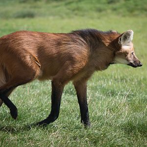 Maned wolf : Hamerton : 31 Aug 2014