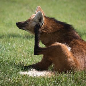 Maned wolf : Hamerton : 31 Aug 2014