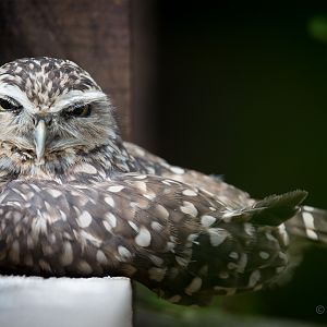 Burrowing owl : Hamerton : 31 Aug 2014