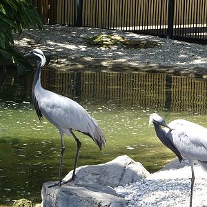 Demoiselle Cranes at SeaWorld Orlando