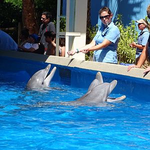 Dolphins at SeaWorld Orlando