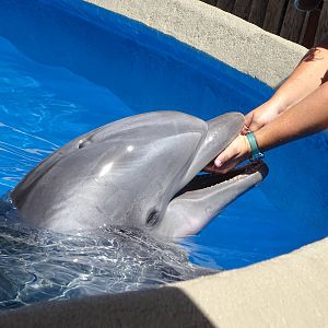 Bottlenose Dolphin at SeaWorld Orlando