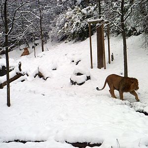 gir forest (in snow)