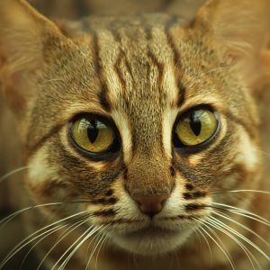 Rusty Spotted Cat - 14th June 2014